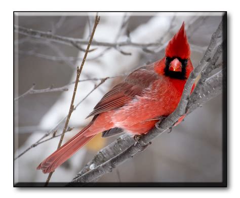 Cardinal Larry Flickr
