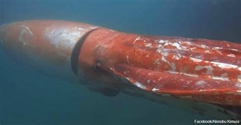 This Massive Kraken Is Fuh Rill Giant Squid Colossal Squid Squid