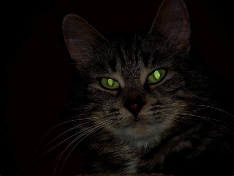 Why do cat’s eyes glow in the dark? | Natural World of Living Things