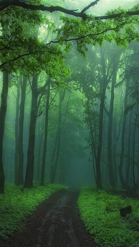 The Best 10 Forest Aesthetic Wallpaper Casetreeimage