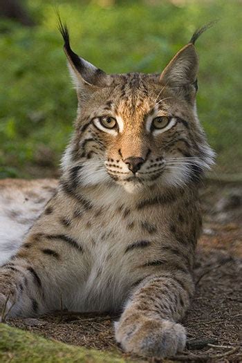 Eurasian Lynx The Animal Files