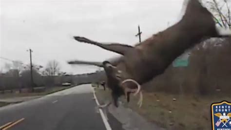 Police Dashcam Footage Shows Crazy Deer Crash Accident Data Center
