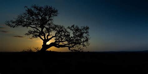 Wild Fig Sunset Africa Nature Tree Landscape Travel Safari