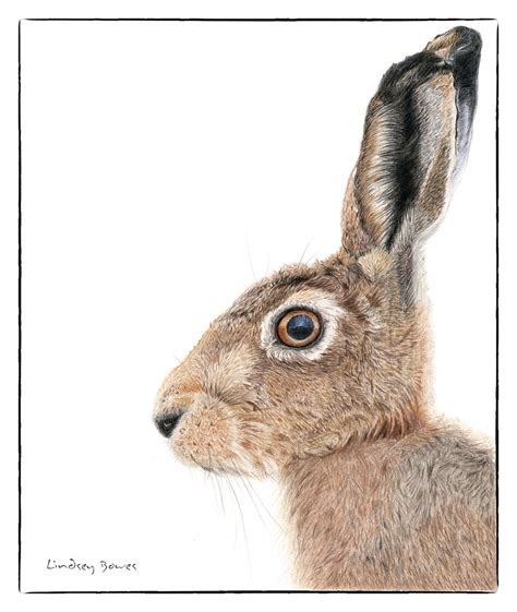 Coloured Pencil Drawing Brown Hare Portrait Lindsey Flickr