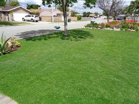 Types Of Grass For Shaded Areas Best Grasses For Residential