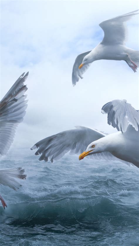 Download Wallpaper Seagulls Above Sea Waves 1080x1920