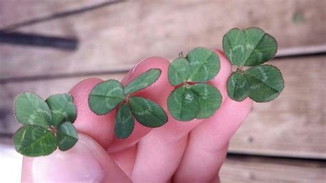 4 4 Leaf Clovers Found In The Same Patch Rmildlyinteresting