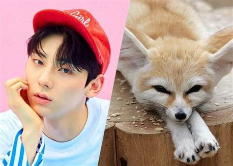 Male K Pop Idols Who Resemble Adorable Fennec Foxes Fennec Fox Fox