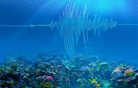 Noise Pollution Is Harming Sea Life Needs To Be Prioritised