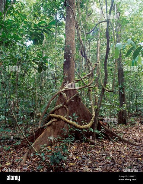 Australia Queensland Far North Rainforest Giant Fig Tree With Liana