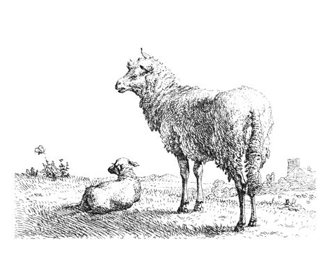 Sheep Drawing Sketch Poza Gratuite Public Domain Pictures