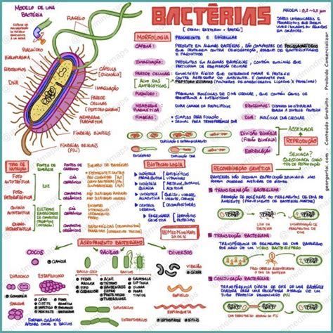 Mapa Mental Biologia Bacterias Biomedical Science Science Biology