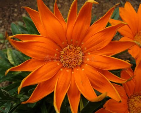 Big Orange Flower Stock Photo Image Of Islands Polen 82304418