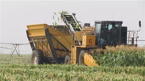 Sweet Corn Harvest 2017 Youtube