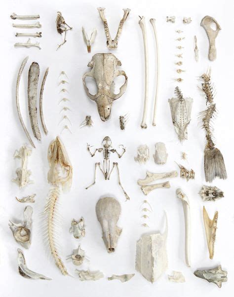175 Best Bones Images On Pinterest Bones Animal Anatomy And Skeletons