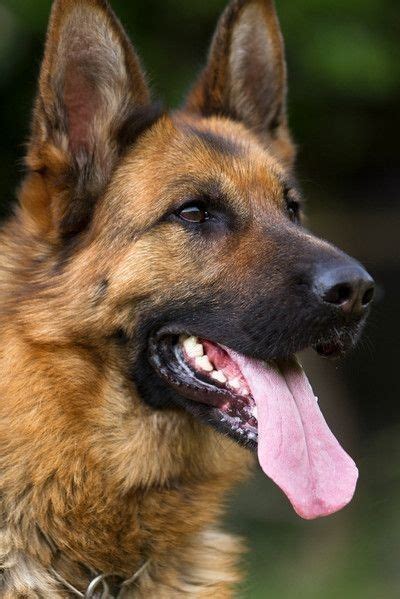 A Close Up Of A German Shepherd Dog With Its Tongue Out And Its Tongue