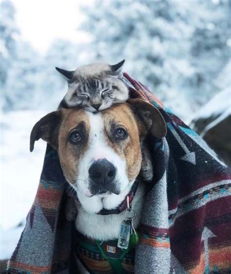 Meet Henry And Baloo The Cat And Dog Duo Hiking Through Life Animals