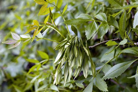 Ash Fraxinus Angustifolia Tree In Fruit Photograph By Bob Gibbons