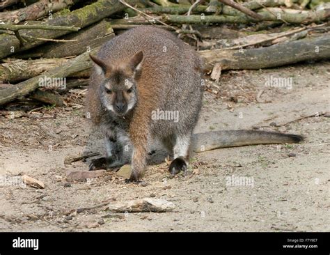 Close Up Of A East Australian Tasmanian Red Necked Wallaby Or Bennett