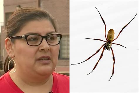 Doctors Found Brown Recluse Spider Living In Womans Ear Rare