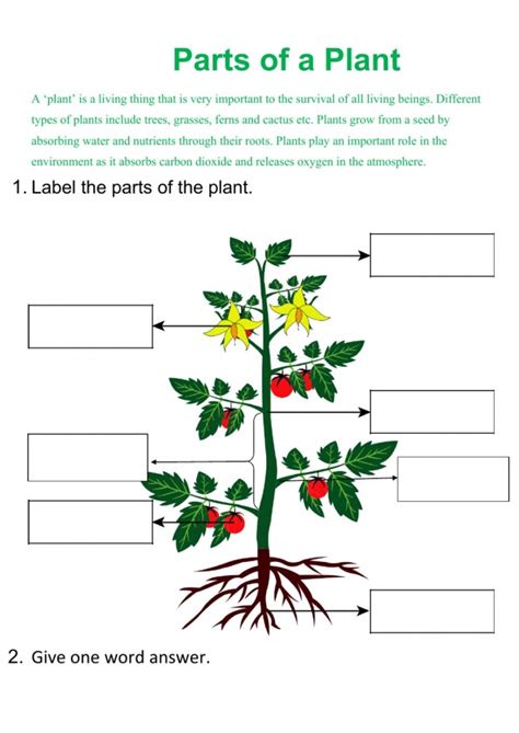 Labeling Plant Parts Worksheet