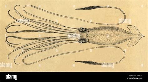 A Diagram Of The Giant Squid 1881 Creator Unknown Stock Photo Alamy