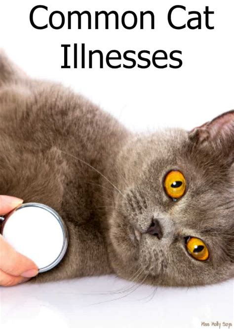 Common Cat Illnesses Miss Molly Says