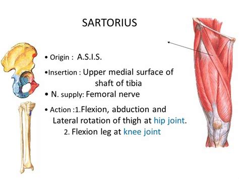 Sartorius Note Longest Muscle Tailors Muscle Human Anatomy And