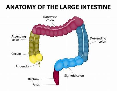Colon Intestine Diagram Cancer