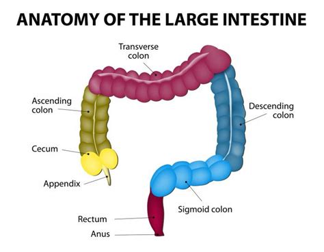 Know its functions and problems that may occur. Colon Cancer: Causes, Symptoms, and Treatments - Medical ...