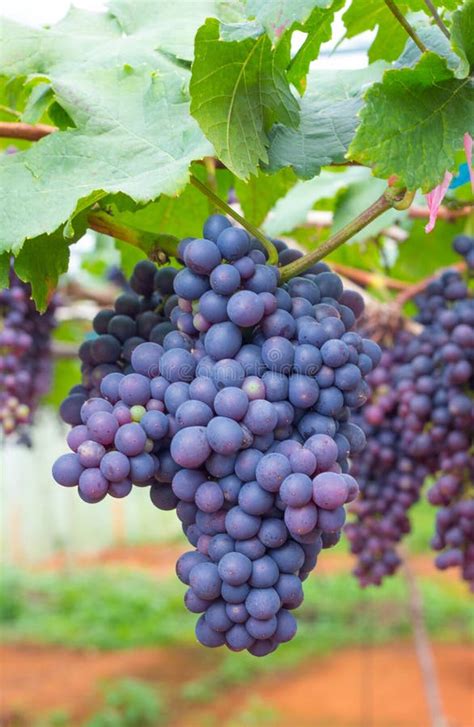 Bunch Of Grape Stock Image Image Of Harvest Cluster 47156487