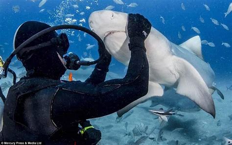 Meet The Shark Whisperers Incredible Footage Shows Fearless Divers Hand Feeding And Stroking