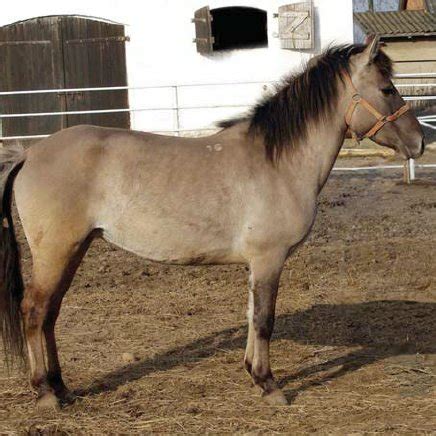 polish konik horse characteristics  historical background  native descendants  tarpan