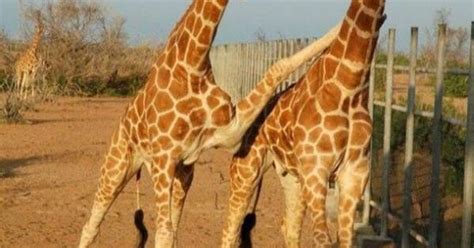 21 People Who Are Way Too Turnt People Giraffe And Funny Stuff