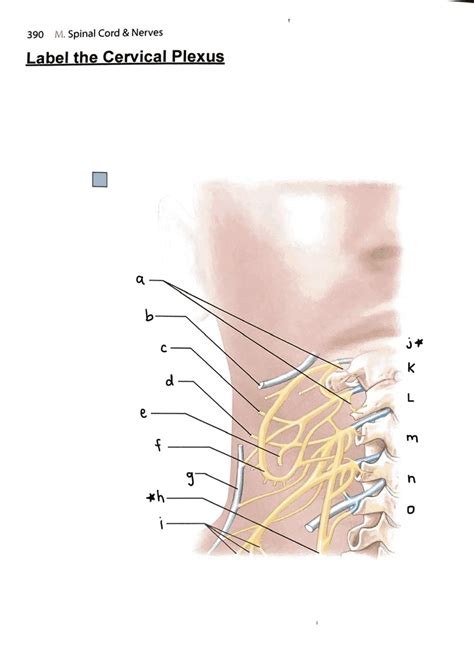 Cervical Plexus Diagram Quizlet