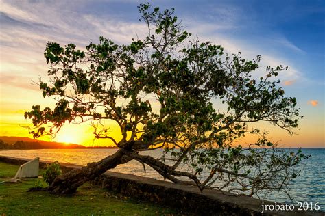 Leaning Tree East Hagatna Guam Usa Jun Robato Flickr