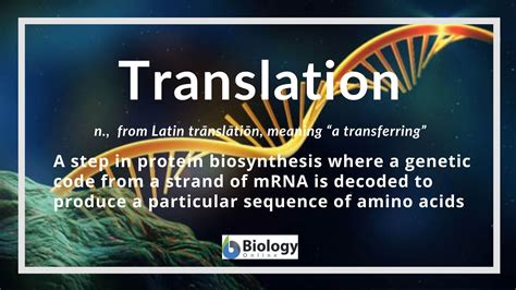 Translation Definition and Examples - Biology Online Dictionary