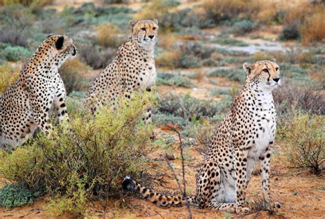 Southern british shorthair cat club. Cheetahs: South Africa's most endangered big cat species ...