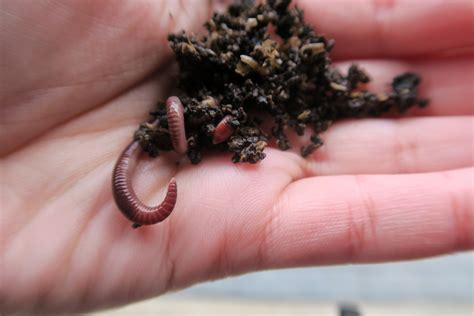 How To Construct A Diy Worm Farm For Your House Or Flat Birdgehls