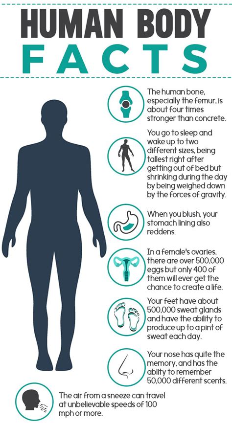 discover facts about the human body healthybody human facts premierhealth myshaklee