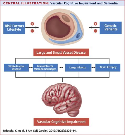 What Are The 7 Stages Of Vascular Dementia