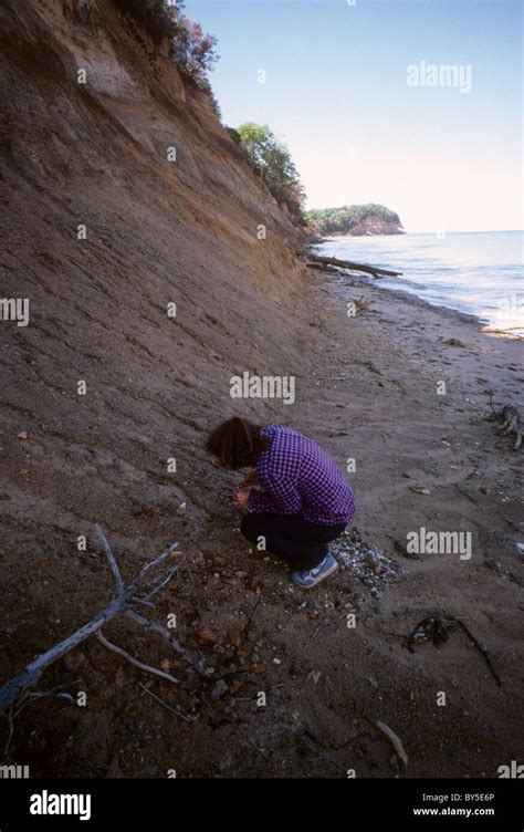 A Visitor To Calvert Cliffs State Park In Maryland Searches For Fossils Seen On October 1986