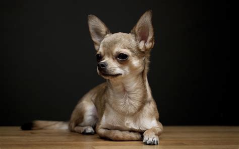 Chihuahua Wallpapers Wallpaper Cave