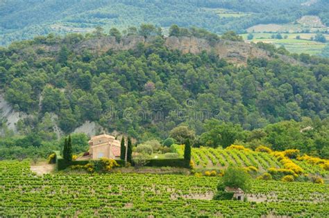 Vineyards In France Stock Photo Image Of Sunny Nature 40079614