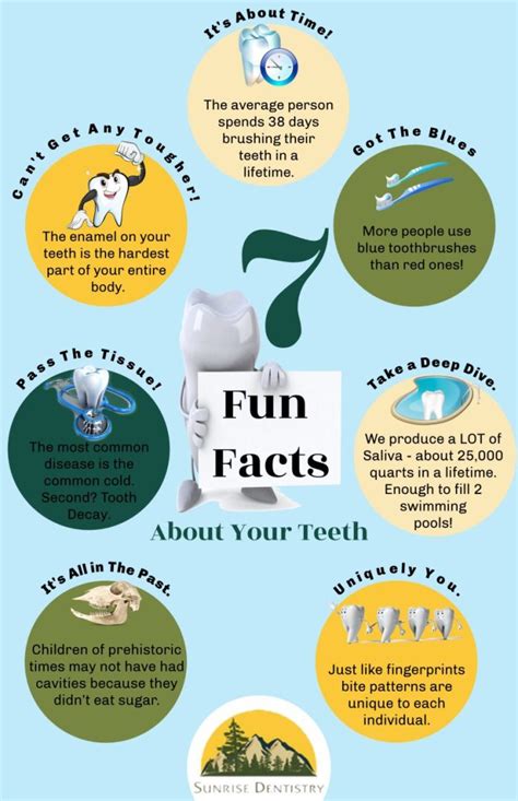 7 Fun Facts About Your Teeth Infographic Sunrise Dentistry