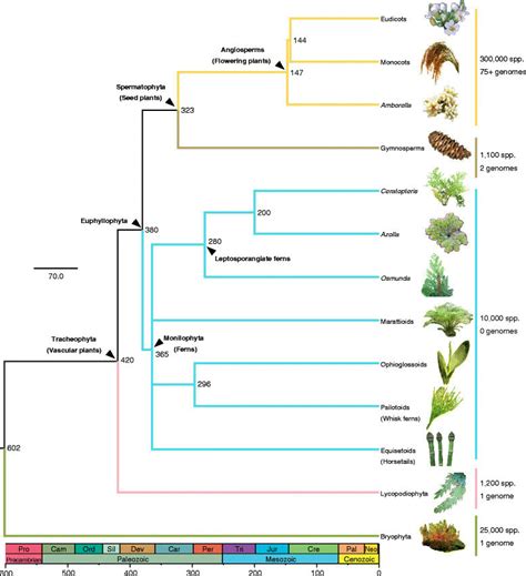 Phylogeny Of Major Groups Of Land Plants Based On 13151920