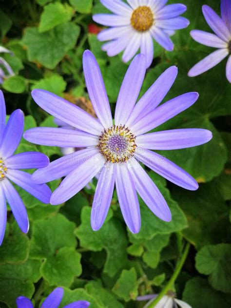 Beautiful Purple African Daisy Flower Stock Image Image Of Botany