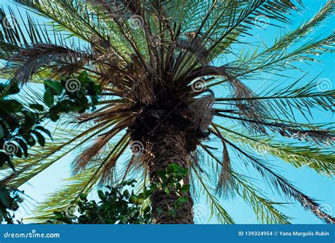 Bottom View Of A Palm Tree Stock Photo Image Of Beauty 139324954