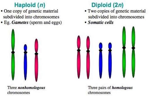 Meiosis Jeopardy Jeopardy Template