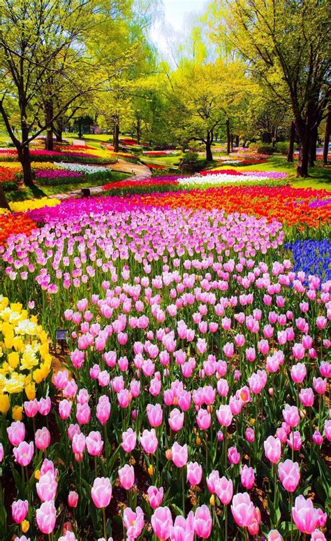 Beautiful Flowers Jardín De Tulipanes Jardines Bonitos Flores Bonitas